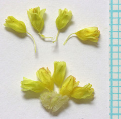 Eriogonum lewisii