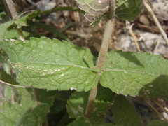Brickellia amplexicaulis