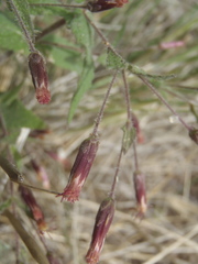 Brickellia amplexicaulis