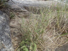 Brickellia amplexicaulis