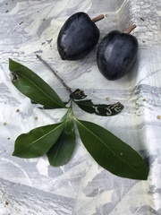 Planchonella australis