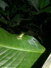 Pristimantis omeviridis