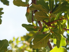 Neuroterus quercicola