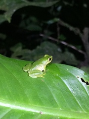 Pristimantis omeviridis