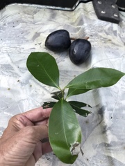 Planchonella australis