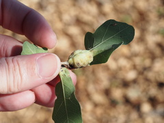 Neuroterus quercicola