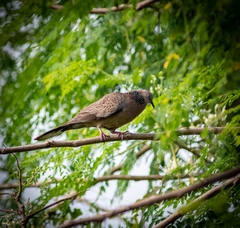 Streptopelia chinensis