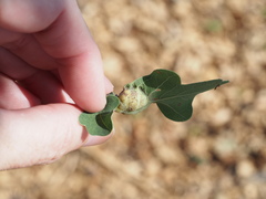 Neuroterus quercicola