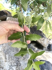 Quercus brandegeei