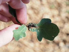 Neuroterus quercicola