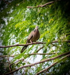 Streptopelia chinensis