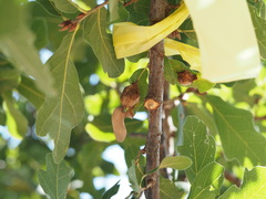 Neuroterus quercicola