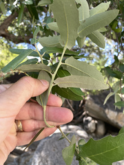 Quercus brandegeei
