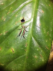 Scaria