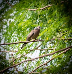 Streptopelia chinensis
