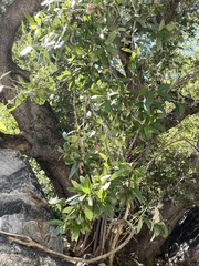 Quercus brandegeei