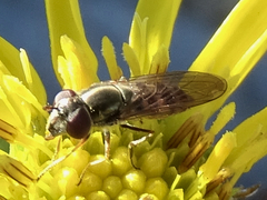 Platycheirus trichopus