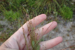 Eleocharis microcarpa