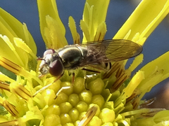 Platycheirus trichopus