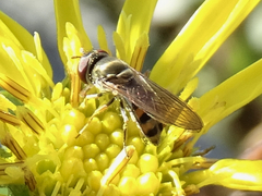 Platycheirus trichopus