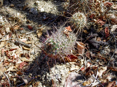 Mammillaria capensis