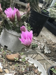 Echinocereus berlandieri