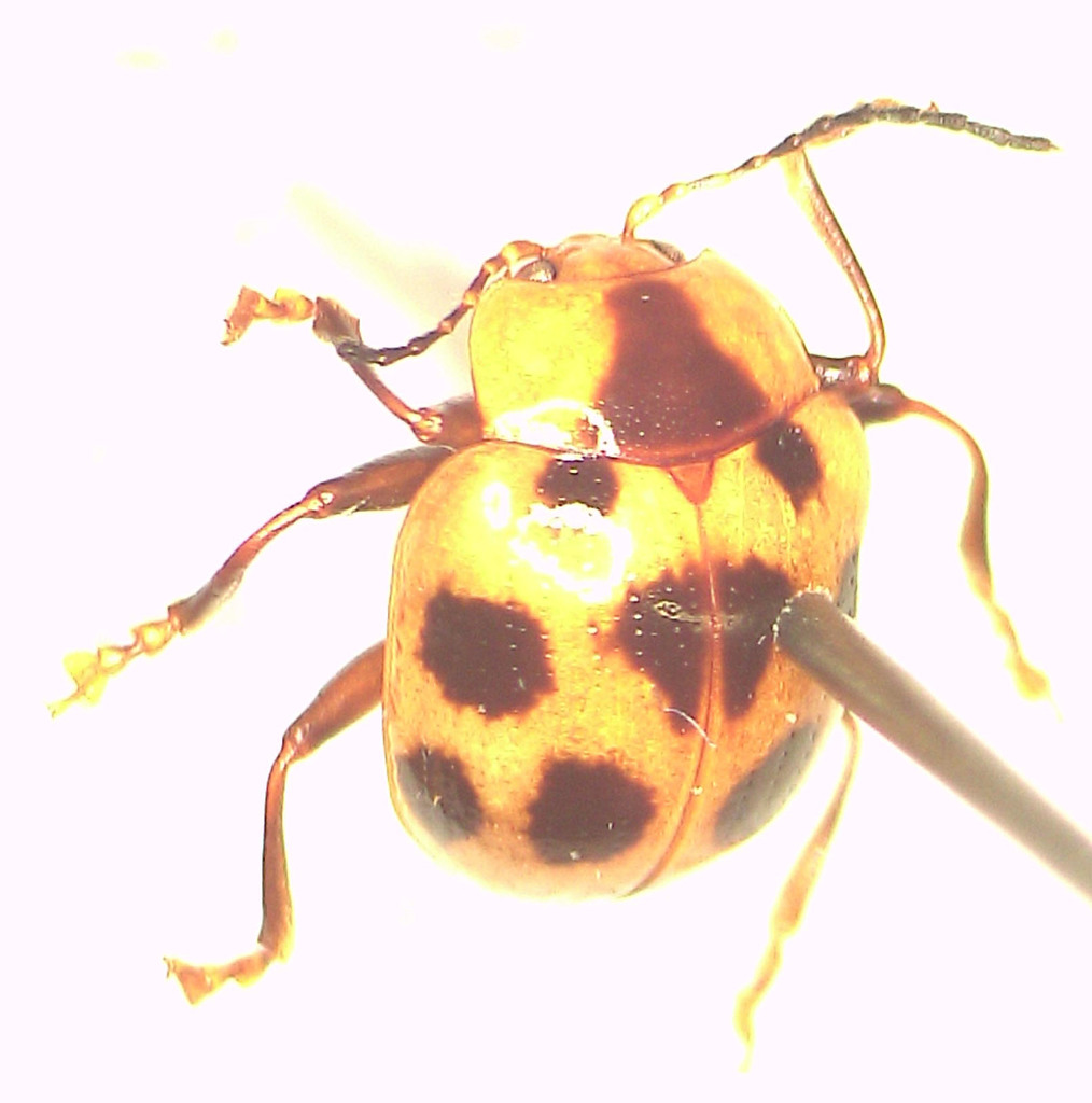 Tinosis maculata