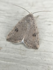 Micrathetis triplex