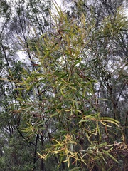 Eucalyptus pulchella