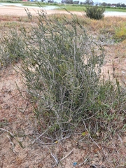Cliffortia ericifolia