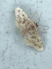 Idaea bonifata