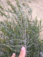 Cliffortia ericifolia