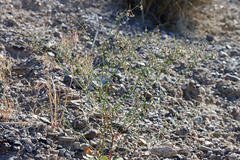 Eriogonum nutans glabratum