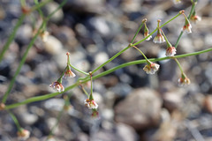 Eriogonum nutans glabratum