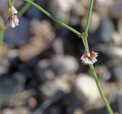Eriogonum nutans glabratum