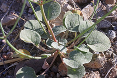 Eriogonum nutans glabratum