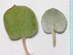 Eriogonum nutans glabratum