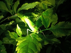 Stilpnochlora thoracica