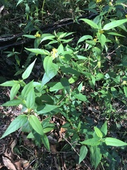 Corchorus cunninghamii