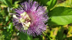 Passiflora incarnata