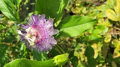 Passiflora incarnata