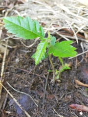 Alectryon tomentosus