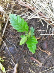 Alectryon tomentosus