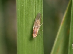 Trigonometopsis binotata