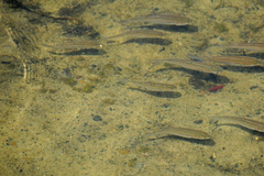 Aldrichetta forsteri