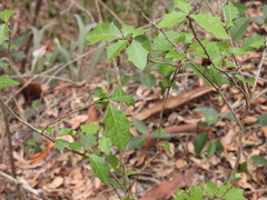 Alchornea ilicifolia