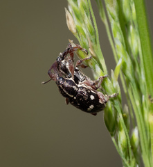 Aoplocnemis rufipes