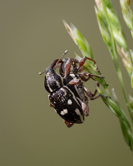 Aoplocnemis rufipes