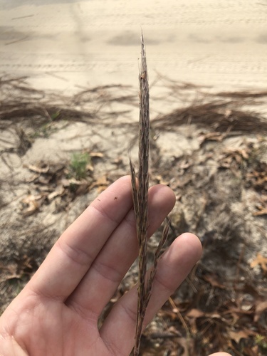 Baldwin's Plumegrass (Erianthus strictus)