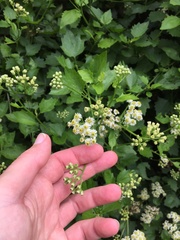 Microglossa mespilifolia